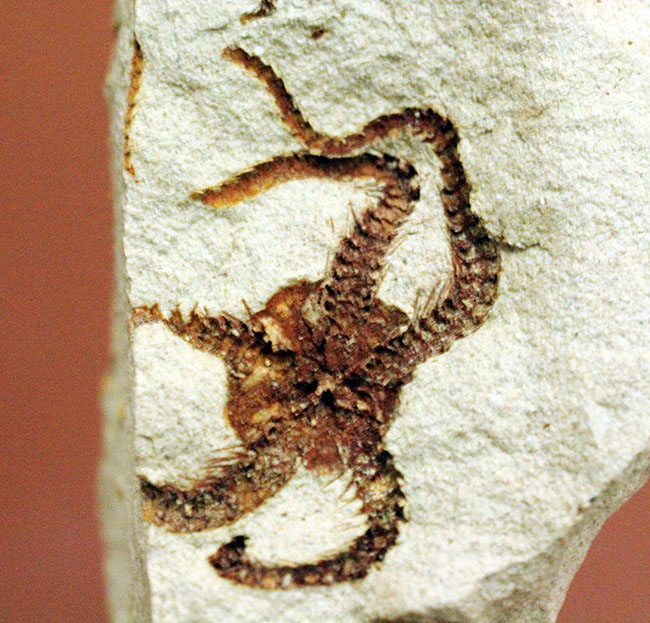 マニアック＆レア！国産（千葉県君津市）のクモヒトデの化石。最も発展した棘皮動物。（その1）