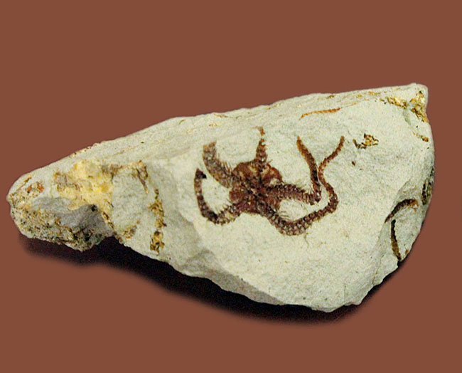 マニアック＆レア！国産（千葉県君津市）のクモヒトデの化石。最も発展した棘皮動物。（その2）