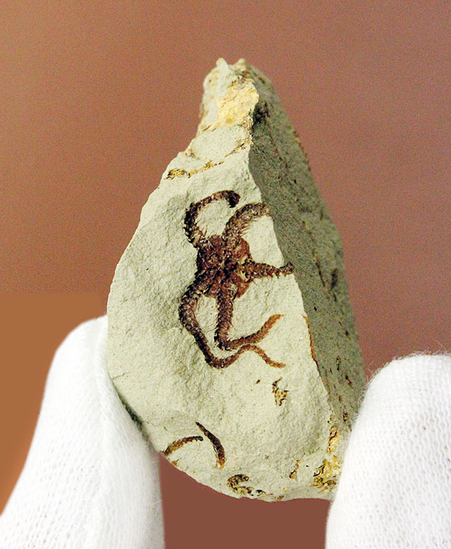 マニアック＆レア！国産（千葉県君津市）のクモヒトデの化石。最も発展した棘皮動物。（その3）