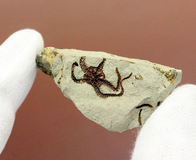 マニアック＆レア！国産（千葉県君津市）のクモヒトデの化石。最も発展した棘皮動物。（その5）