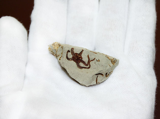 マニアック＆レア！国産（千葉県君津市）のクモヒトデの化石。最も発展した棘皮動物。（その6）