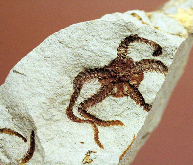 マニアック＆レア！国産（千葉県君津市）のクモヒトデの化石。最も発展した棘皮動物。（その8）