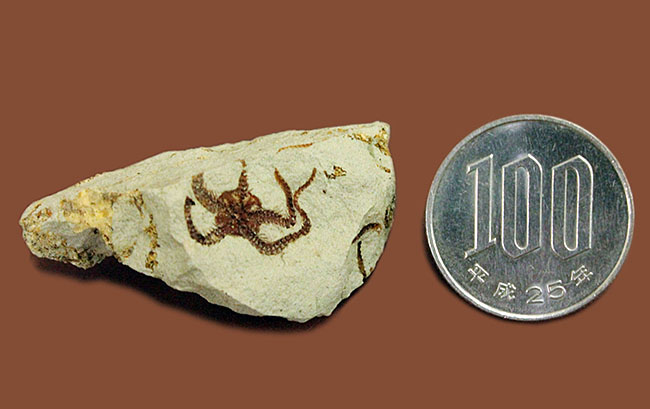 マニアック＆レア！国産（千葉県君津市）のクモヒトデの化石。最も発展した棘皮動物。（その9）