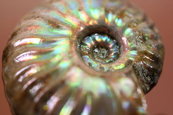 肋模様から流れる光に見とれます・・・。厚みのある白亜紀の光るアンモナイト(Ammonite)(その1)