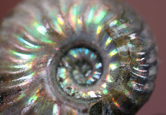 肋模様から流れる光に見とれます・・・。厚みのある白亜紀の光るアンモナイト(Ammonite)（その10）