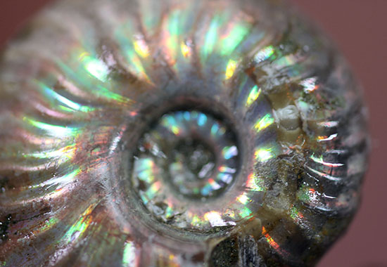 肋模様から流れる光に見とれます・・・。厚みのある白亜紀の光るアンモナイト(Ammonite)(その10)