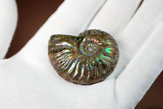 肋模様から流れる光に見とれます・・・。厚みのある白亜紀の光るアンモナイト(Ammonite)(その11)