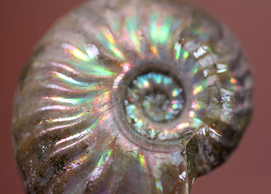 肋模様から流れる光に見とれます・・・。厚みのある白亜紀の光るアンモナイト(Ammonite)（その12）