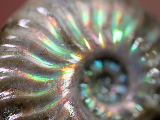 肋模様から流れる光に見とれます・・・。厚みのある白亜紀の光るアンモナイト(Ammonite)(その13)