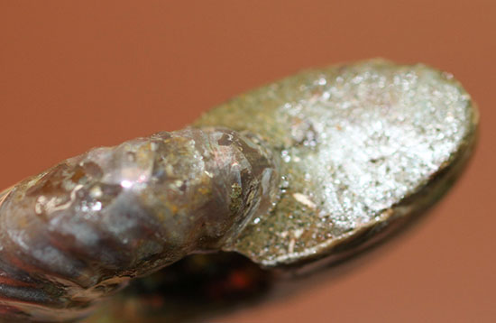 肋模様から流れる光に見とれます・・・。厚みのある白亜紀の光るアンモナイト(Ammonite)(その14)