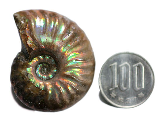 肋模様から流れる光に見とれます・・・。厚みのある白亜紀の光るアンモナイト(Ammonite)（その15）