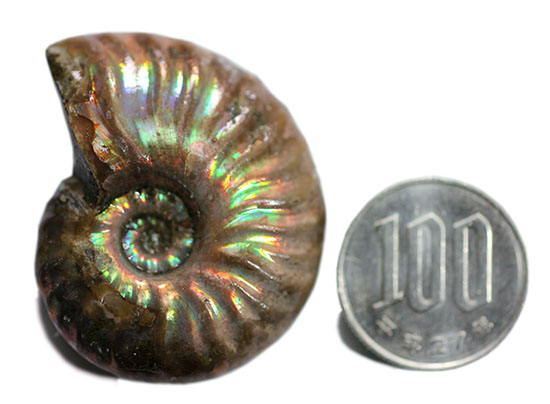 肋模様から流れる光に見とれます・・・。厚みのある白亜紀の光るアンモナイト(Ammonite)(その15)