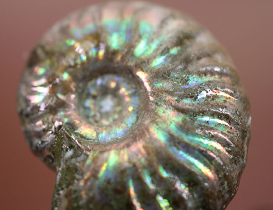 肋模様から流れる光に見とれます・・・。厚みのある白亜紀の光るアンモナイト(Ammonite)(その2)