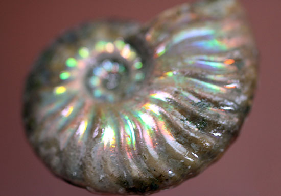 肋模様から流れる光に見とれます・・・。厚みのある白亜紀の光るアンモナイト(Ammonite)(その3)