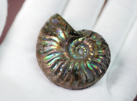 肋模様から流れる光に見とれます・・・。厚みのある白亜紀の光るアンモナイト(Ammonite)(その4)
