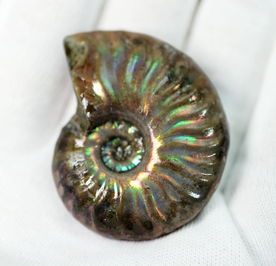 肋模様から流れる光に見とれます・・・。厚みのある白亜紀の光るアンモナイト(Ammonite)(その5)