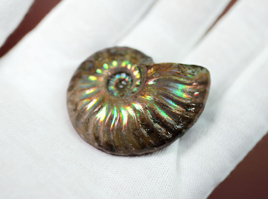 肋模様から流れる光に見とれます・・・。厚みのある白亜紀の光るアンモナイト(Ammonite)（その6）