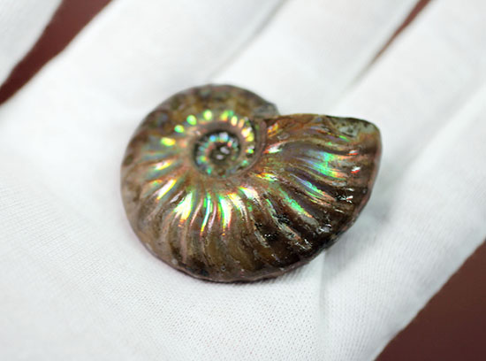 肋模様から流れる光に見とれます・・・。厚みのある白亜紀の光るアンモナイト(Ammonite)(その6)