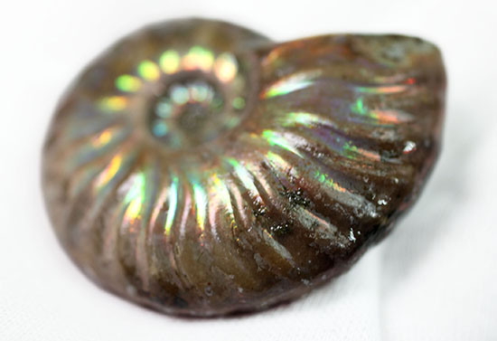 肋模様から流れる光に見とれます・・・。厚みのある白亜紀の光るアンモナイト(Ammonite)（その7）