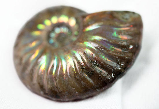 肋模様から流れる光に見とれます・・・。厚みのある白亜紀の光るアンモナイト(Ammonite)(その7)