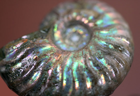 肋模様から流れる光に見とれます・・・。厚みのある白亜紀の光るアンモナイト(Ammonite)(その8)