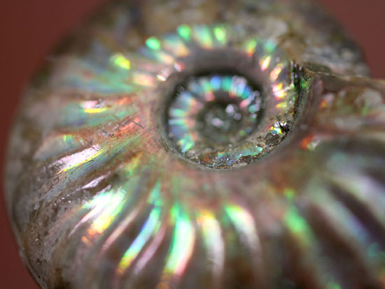 肋模様から流れる光に見とれます・・・。厚みのある白亜紀の光るアンモナイト(Ammonite)（その9）