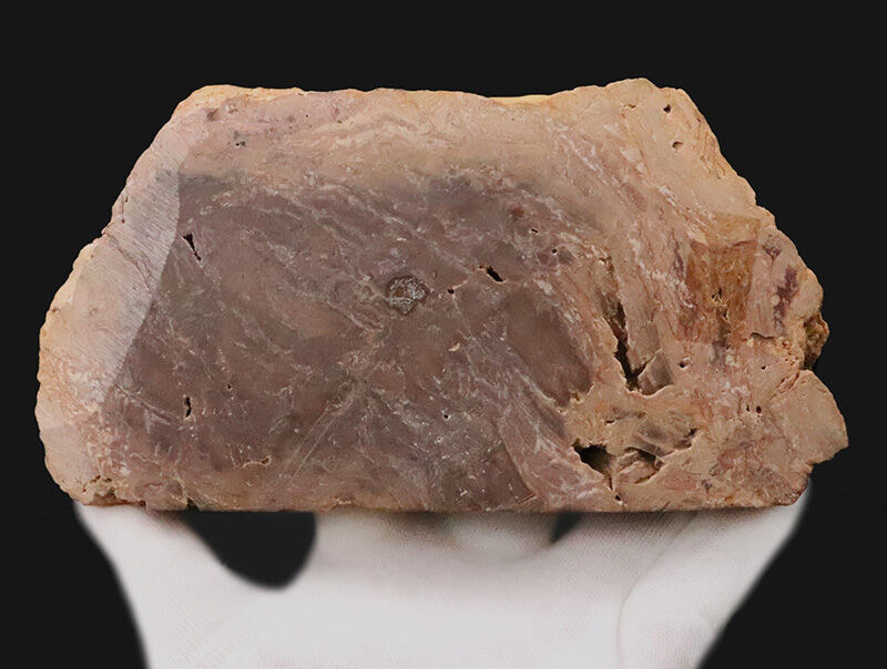 化石コレクターに贈る…2億数千万年の時を経た古代樹木の器！ブラジル産珪化木（Petrified wood）の小物入れ（その3）