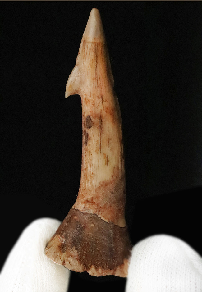 鋭いフックが1億年を経ても健在!古代のノコギリエイの仲間、オンコプリステス(Onchopristis)の特徴的な歯化石(その2)