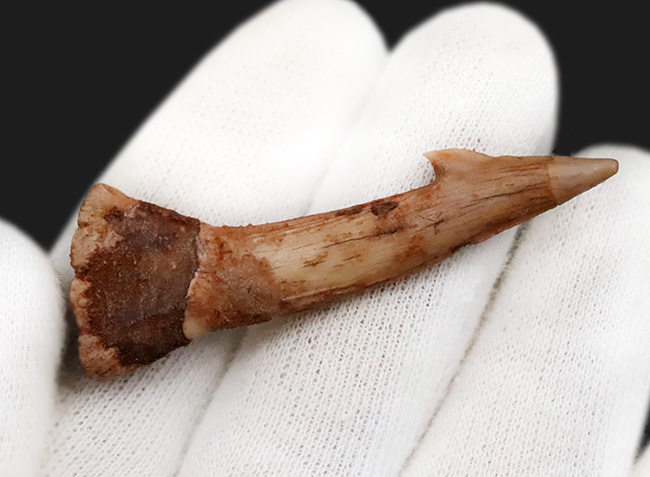 鋭いフックが1億年を経ても健在!古代のノコギリエイの仲間、オンコプリステス(Onchopristis)の特徴的な歯化石(その3)