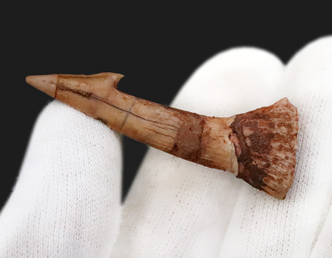 鋭いフックが1億年を経ても健在!古代のノコギリエイの仲間、オンコプリステス(Onchopristis)の特徴的な歯化石(その4)