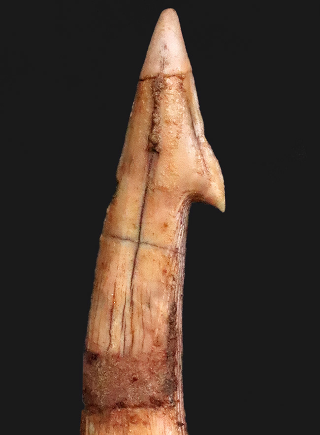 鋭いフックが1億年を経ても健在!古代のノコギリエイの仲間、オンコプリステス(Onchopristis)の特徴的な歯化石(その5)