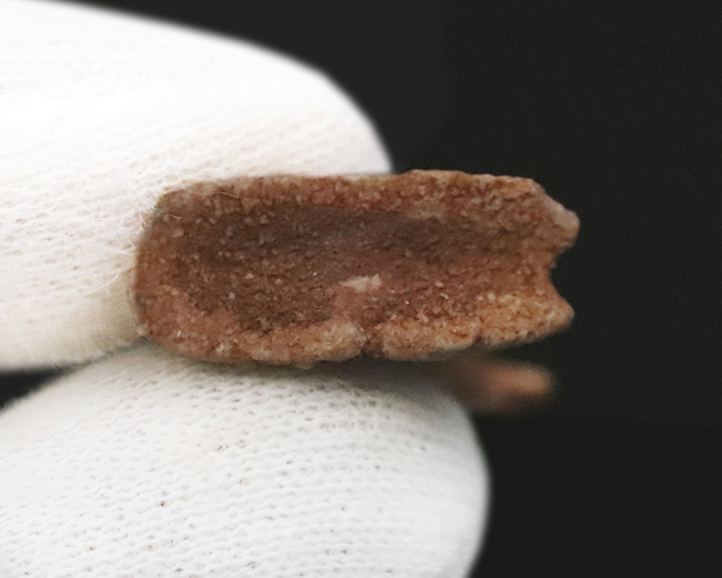 鋭いフックが1億年を経ても健在!古代のノコギリエイの仲間、オンコプリステス(Onchopristis)の特徴的な歯化石(その7)