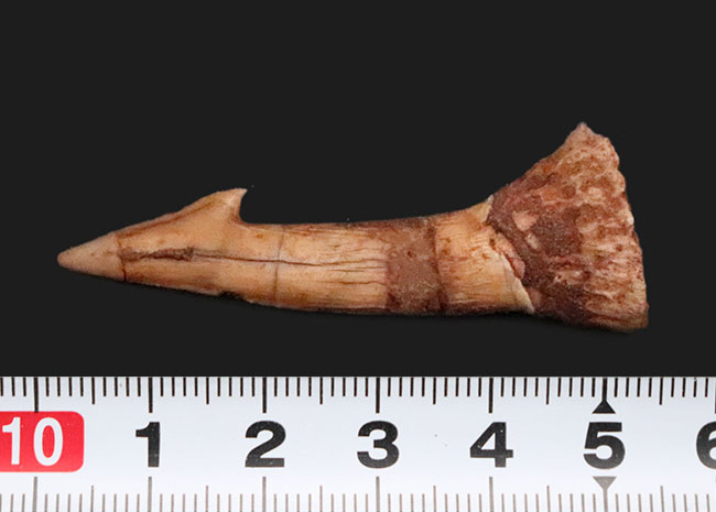 鋭いフックが1億年を経ても健在!古代のノコギリエイの仲間、オンコプリステス(Onchopristis)の特徴的な歯化石(その8)