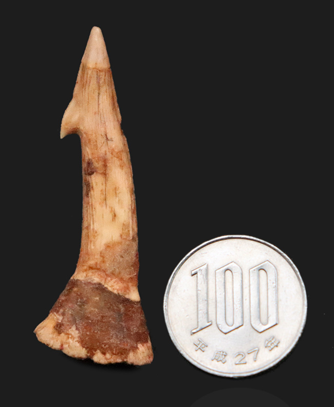 鋭いフックが1億年を経ても健在!古代のノコギリエイの仲間、オンコプリステス(Onchopristis)の特徴的な歯化石(その9)
