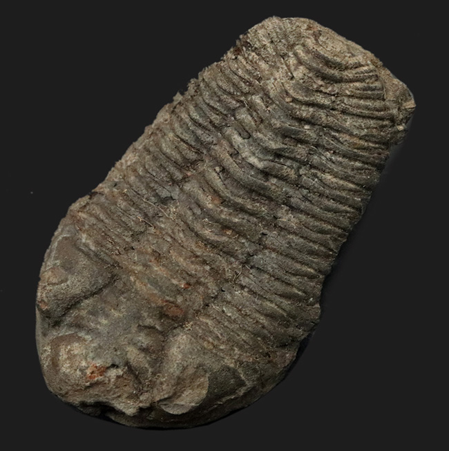 三葉虫 化石 三葉虫化石 究極のレトロ fossil ボリビア産 化石管理番号③-