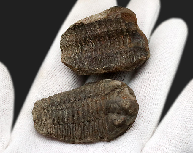 レア!ボリビア産の三葉虫、エルドレジア・ヴェヌストゥス(Eldredgeia venustus)のノジュール化石(その2)