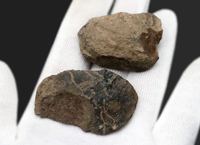 レア!ボリビア産の三葉虫、エルドレジア・ヴェヌストゥス(Eldredgeia venustus)のノジュール化石(その3)