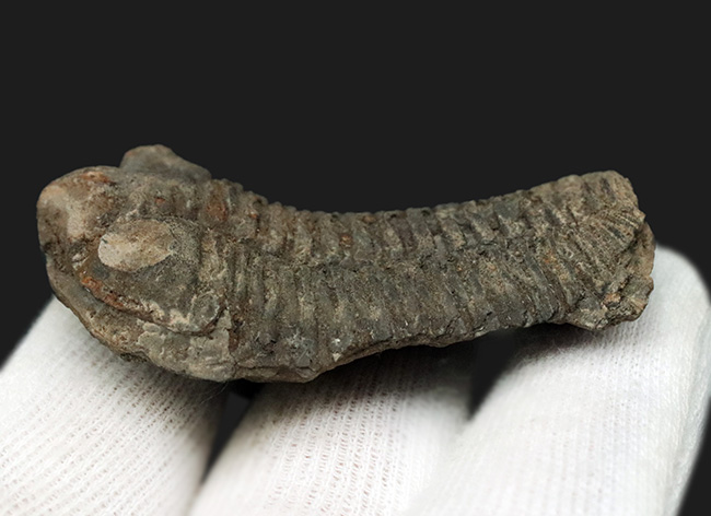 レア!ボリビア産の三葉虫、エルドレジア・ヴェヌストゥス(Eldredgeia venustus)のノジュール化石(その8)