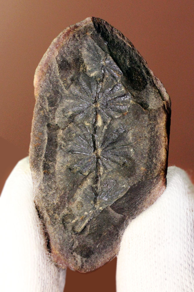 石炭紀米国イリノイ州産、アニュラリア（Annularia sp.）。石炭紀の植物化石のコレクターにとっては価値ある逸品。（その1）