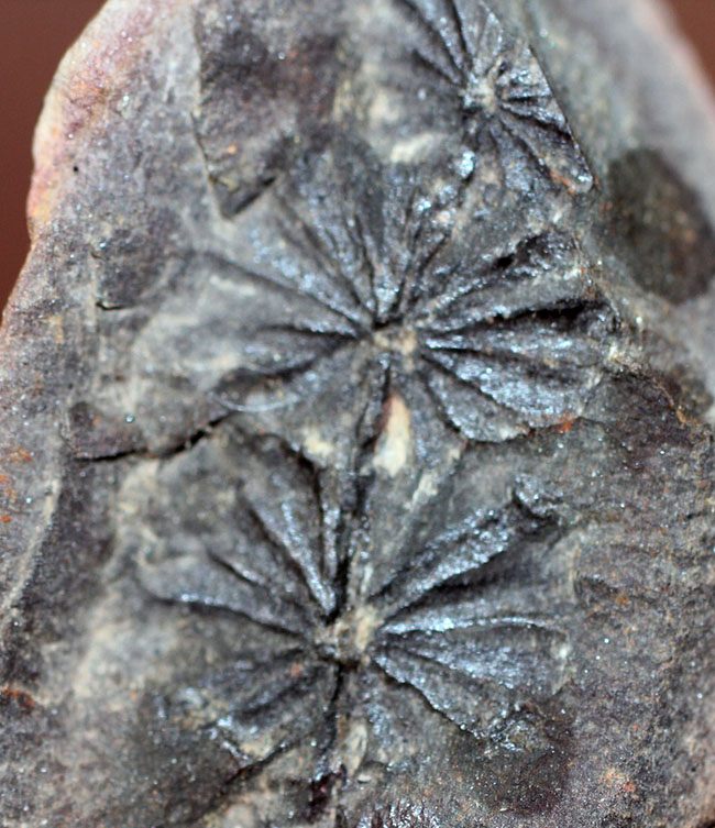 石炭紀米国イリノイ州産、アニュラリア(Annularia sp.)。石炭紀の植物化石のコレクターにとっては価値ある逸品。(その2)