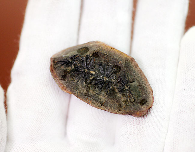 石炭紀米国イリノイ州産、アニュラリア(Annularia sp.)。石炭紀の植物化石のコレクターにとっては価値ある逸品。(その3)