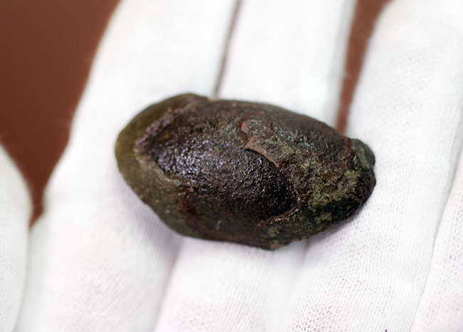 石炭紀米国イリノイ州産、アニュラリア(Annularia sp.)。石炭紀の植物化石のコレクターにとっては価値ある逸品。(その4)