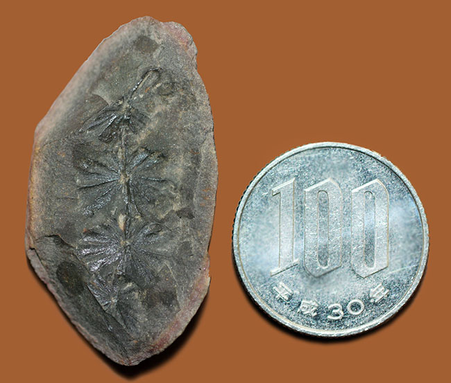 石炭紀米国イリノイ州産、アニュラリア（Annularia sp.）。石炭紀の植物化石のコレクターにとっては価値ある逸品。（その5）