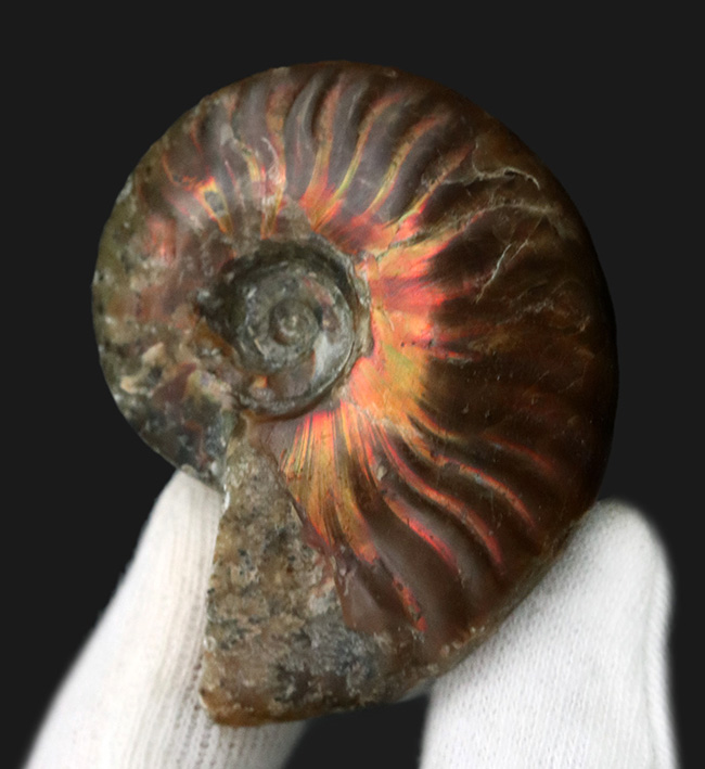 太陽のフレアのような赤い遊色が備わったマダガスカル産のアンモナイト、クレオニセラス(Cleoniceras)(その1)