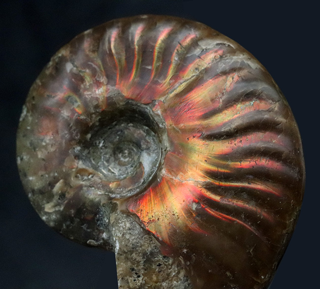 太陽のフレアのような赤い遊色が備わったマダガスカル産のアンモナイト、クレオニセラス(Cleoniceras)(その2)