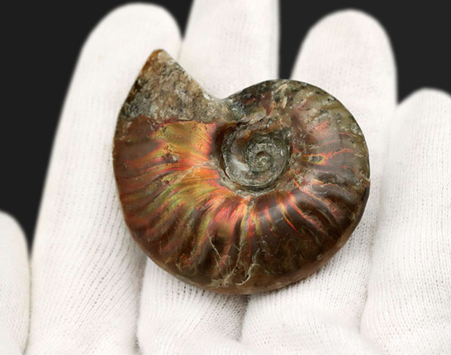 太陽のフレアのような赤い遊色が備わったマダガスカル産のアンモナイト、クレオニセラス(Cleoniceras)(その3)
