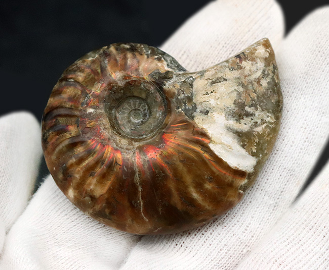 太陽のフレアのような赤い遊色が備わったマダガスカル産のアンモナイト、クレオニセラス(Cleoniceras)(その5)