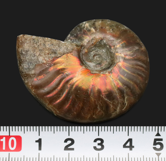 太陽のフレアのような赤い遊色が備わったマダガスカル産のアンモナイト、クレオニセラス(Cleoniceras)(その8)