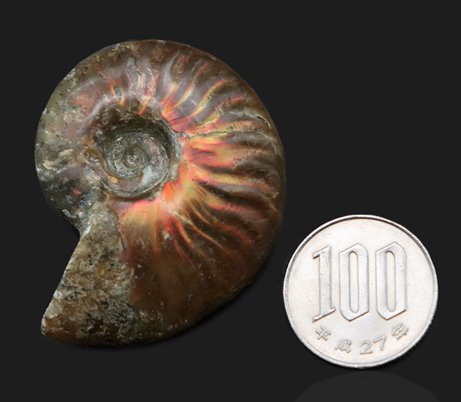 太陽のフレアのような赤い遊色が備わったマダガスカル産のアンモナイト、クレオニセラス(Cleoniceras)(その9)