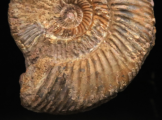 ドイツ・センゲンタールのフランケンジュラから採集された、ジュラ紀の